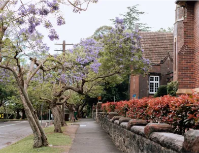 Jacaranda-lined street on Sydney's North Shore